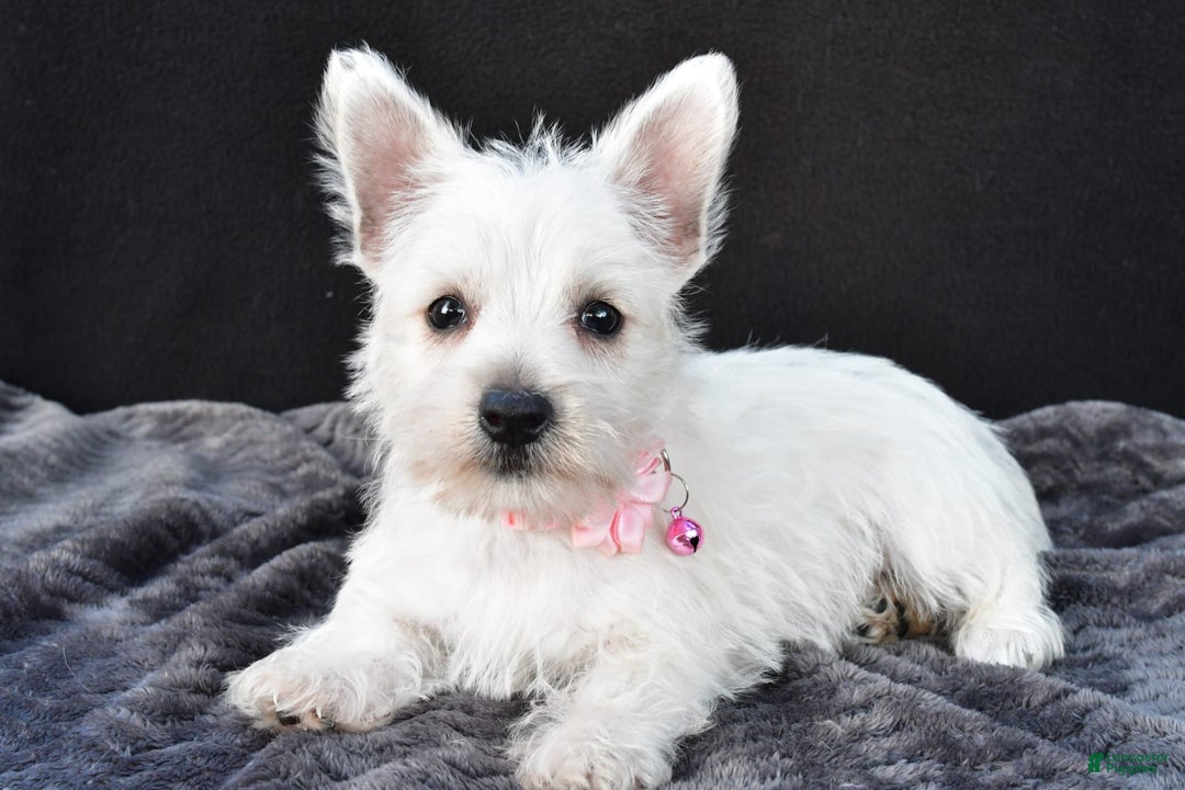 West Highland Terrier dogs for sale: Oona - Image 1