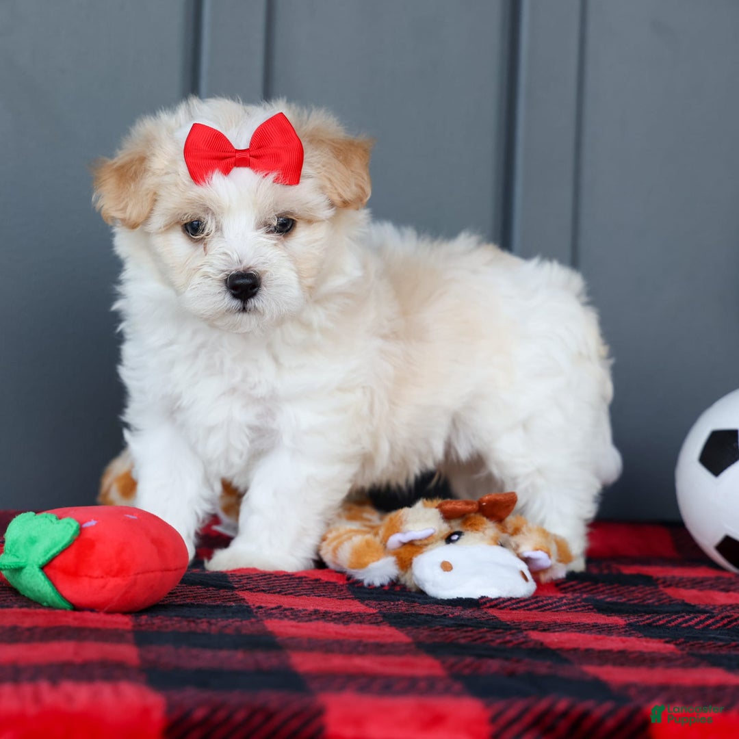 Maltipoo dogs for sale: Rubble - Image 14