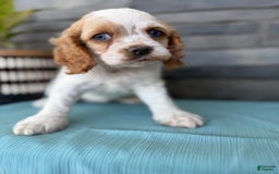 Cocker Spaniel dogs for sale: Twila - Image 10