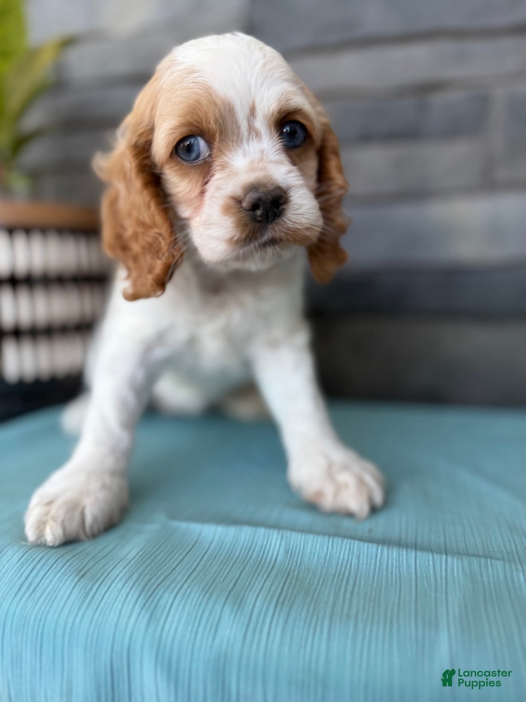 Cocker Spaniel dogs for sale: Twila - Image 10