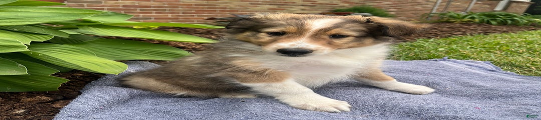 Owen