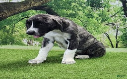 Anatolian Shepherd dogs for sale: AKC Dusty 2025 Male 5 - Image 7