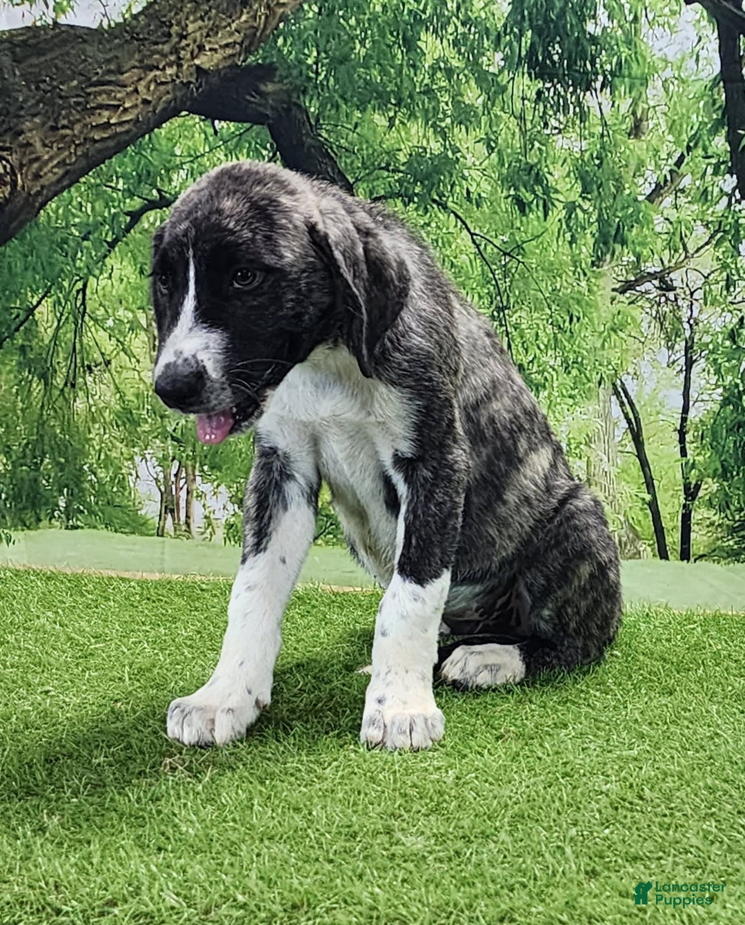 Anatolian Shepherd dogs for sale: AKC Dusty 2025 Male 5 - Image 7