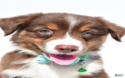 Australian Shepherd dogs for sale: Kody - Image 3