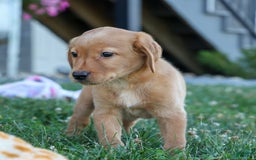 Labrador Retriever dogs for sale: Red Fox Geo - Image 25