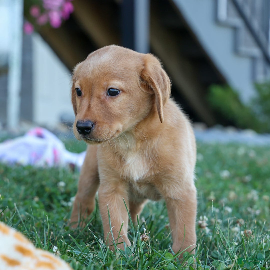 Labrador Retriever dogs for sale: Red Fox Geo - Image 25