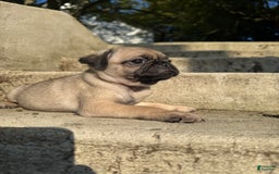 Pug dogs for sale: Gus - Image 4