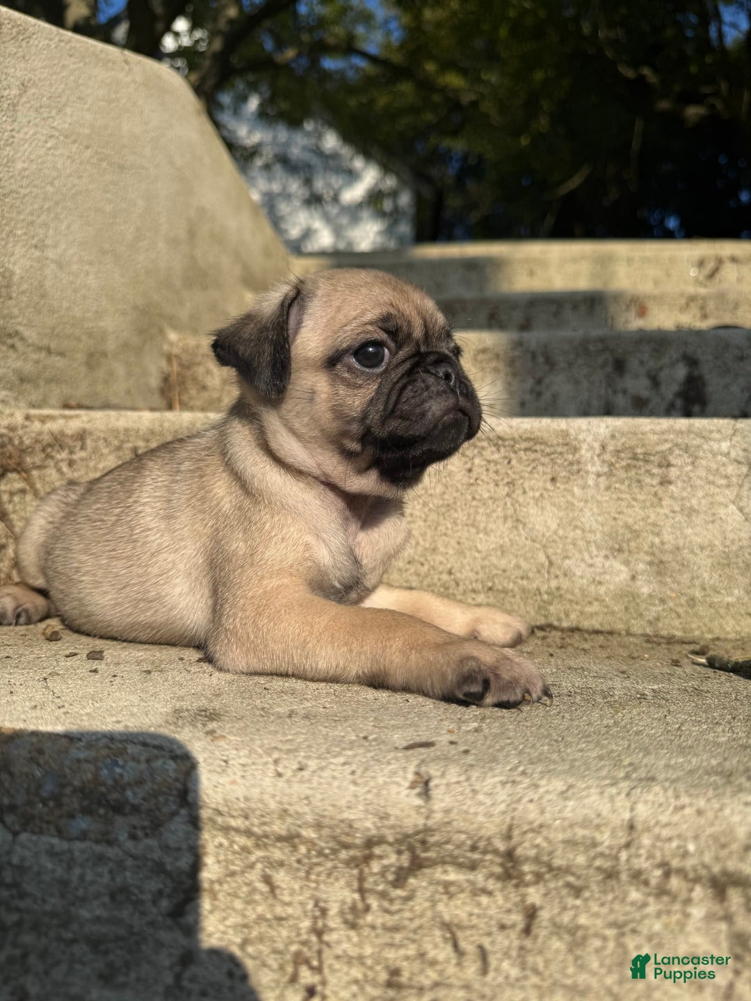 Pug dogs for sale: Gus - Image 4