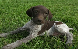 German Shorthaired Pointer dogs for sale: Tyson - Image 2