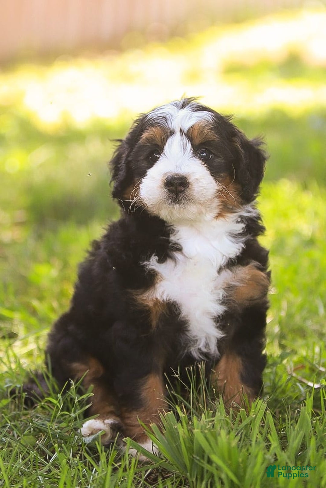 Mini Bernedoodle dogs for sale: Mary - Image 6
