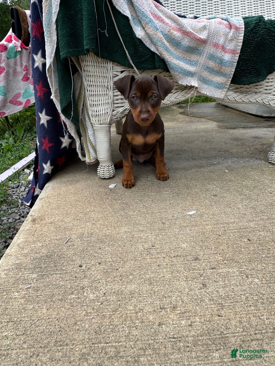 Miniature Pinscher dogs for sale: Rufus - Image 6