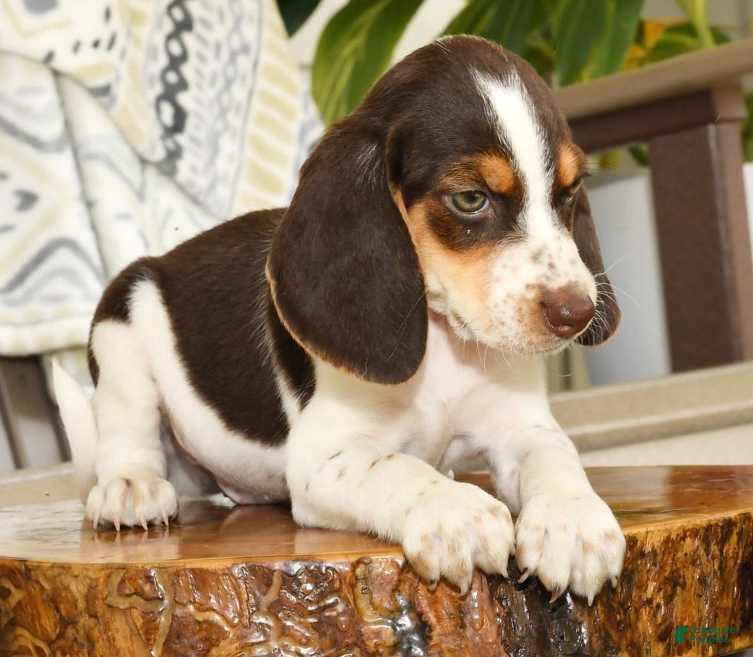 Beagle dogs for sale: Perry - Image 8