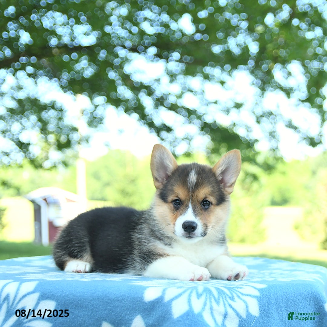 Welsh Corgi Pembroke dogs for sale: Megan - Image 4