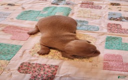 Miniature Dachshund dogs for sale: Cora - Image 1
