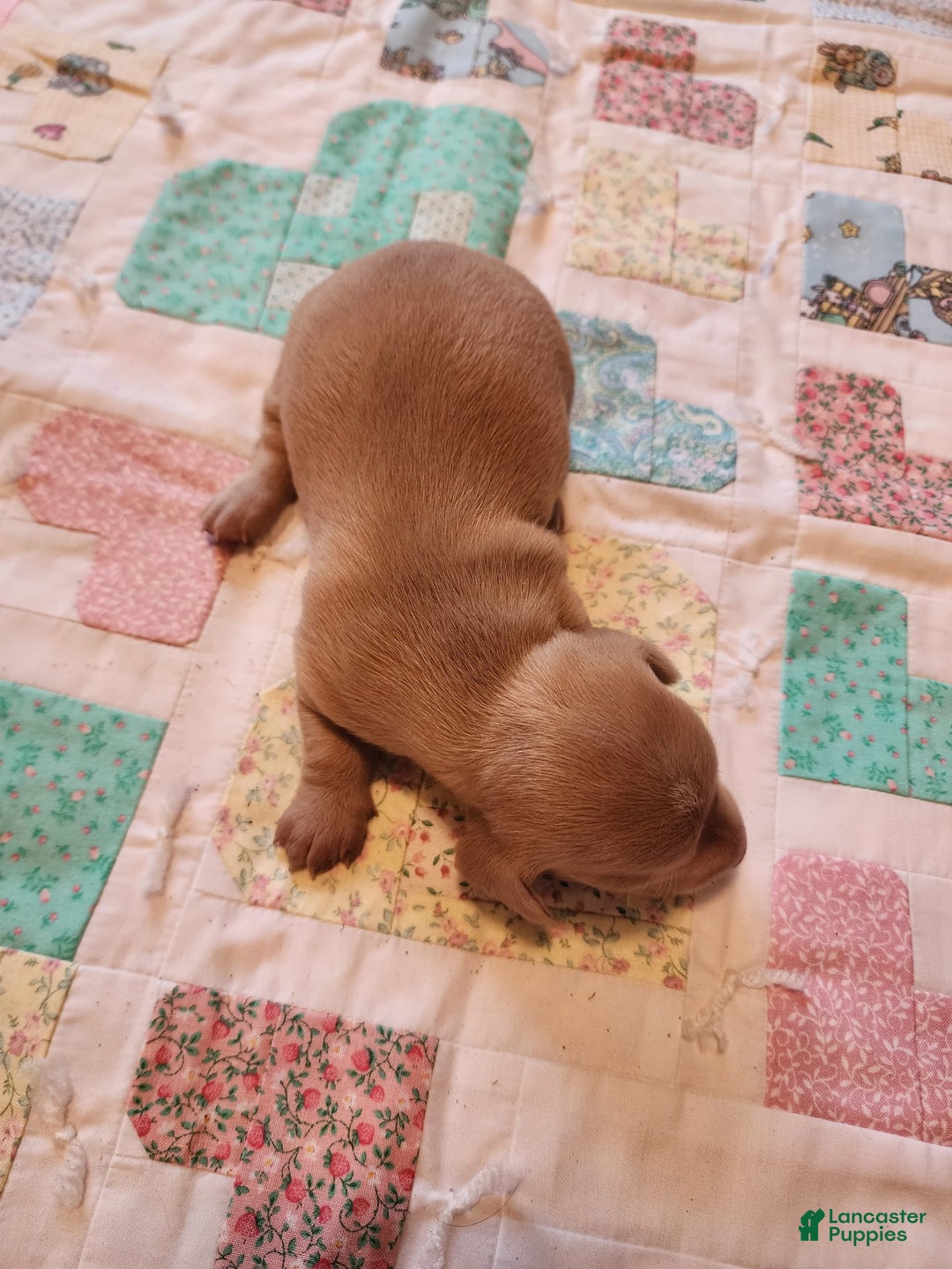 Miniature Dachshund dogs for sale: Cora - Image 1