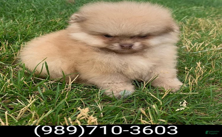Pomeranian dogs for sale - Ad 1