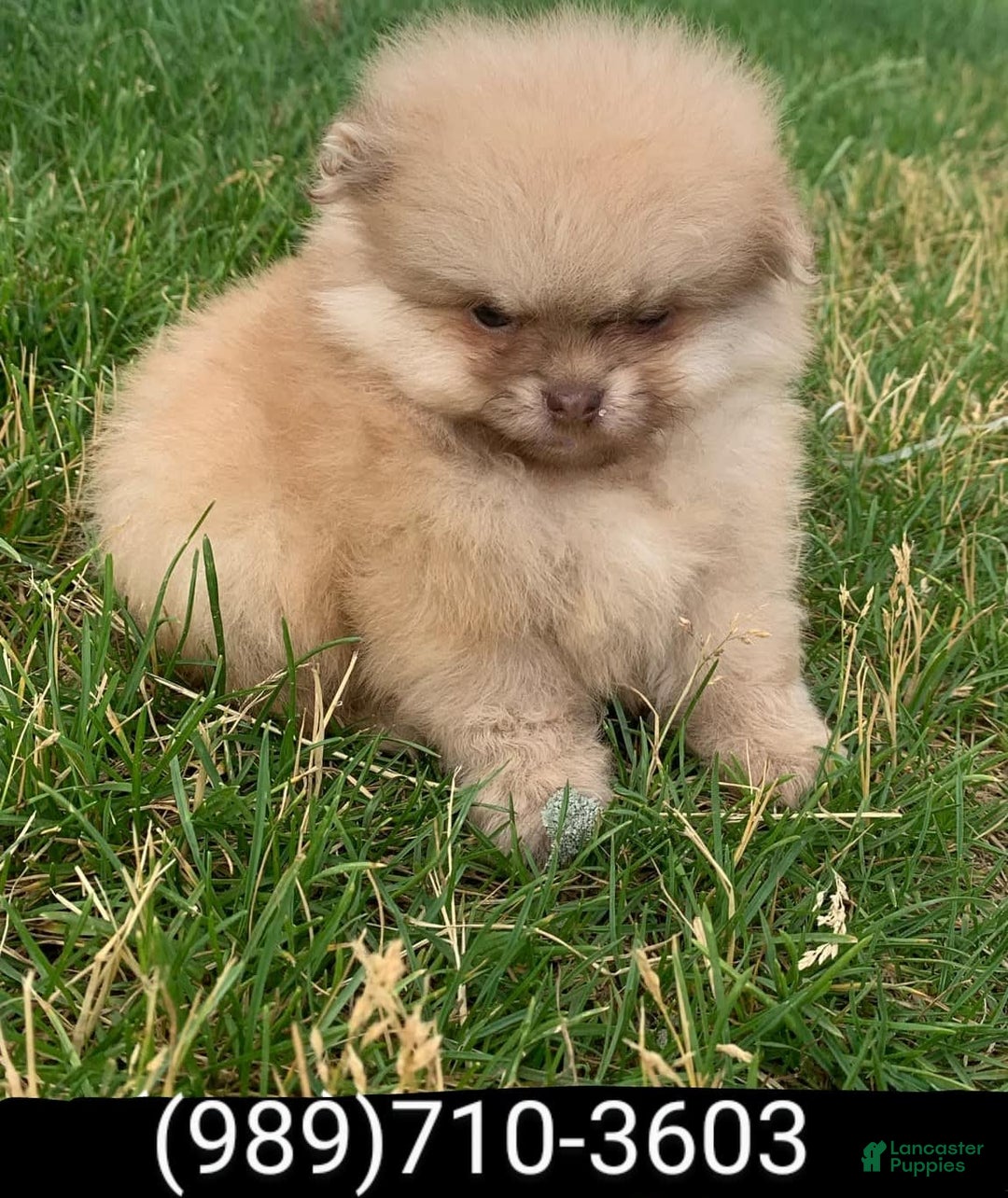 Pomeranian dogs for sale: Squints - Image 1