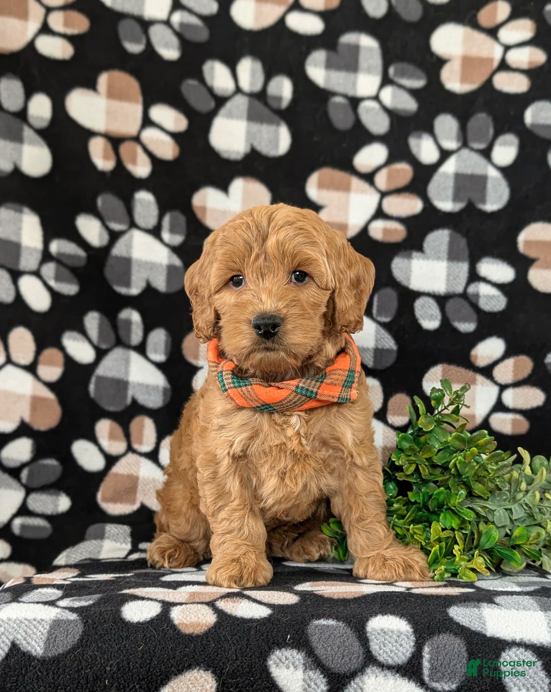 Cockapoo dogs for sale: Ferguson - Image 3