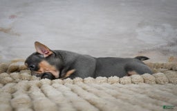 French Bulldog dogs for sale: Riley - Image 5