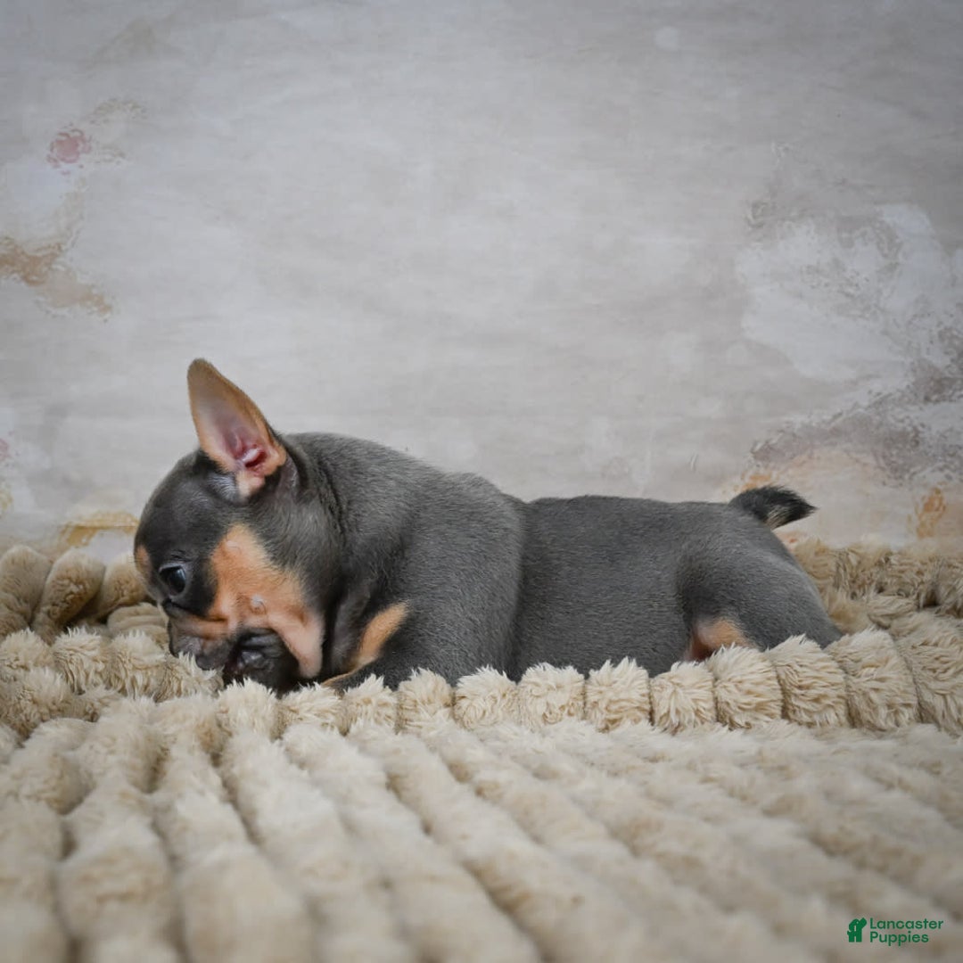 French Bulldog dogs for sale: Riley - Image 5