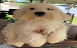Morkie dogs for sale: Leo - Image 8