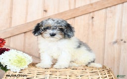 Miniature Poodle dogs for sale: Tootsie - Image 1