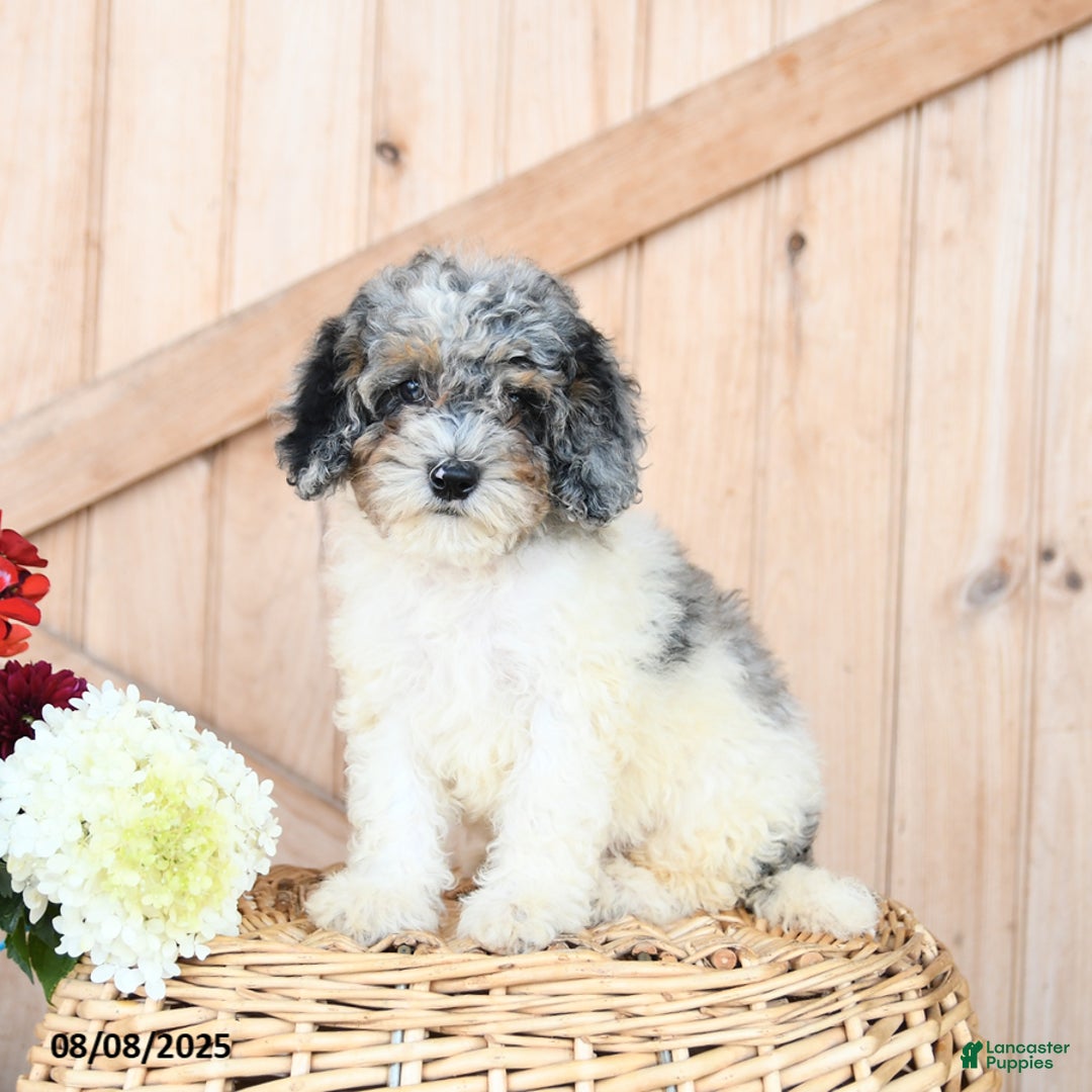 Miniature Poodle dogs for sale: Tootsie - Image 1