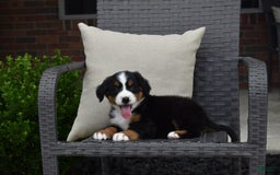 Bernese Mountain Dog dogs for sale: Lexi - Image 1