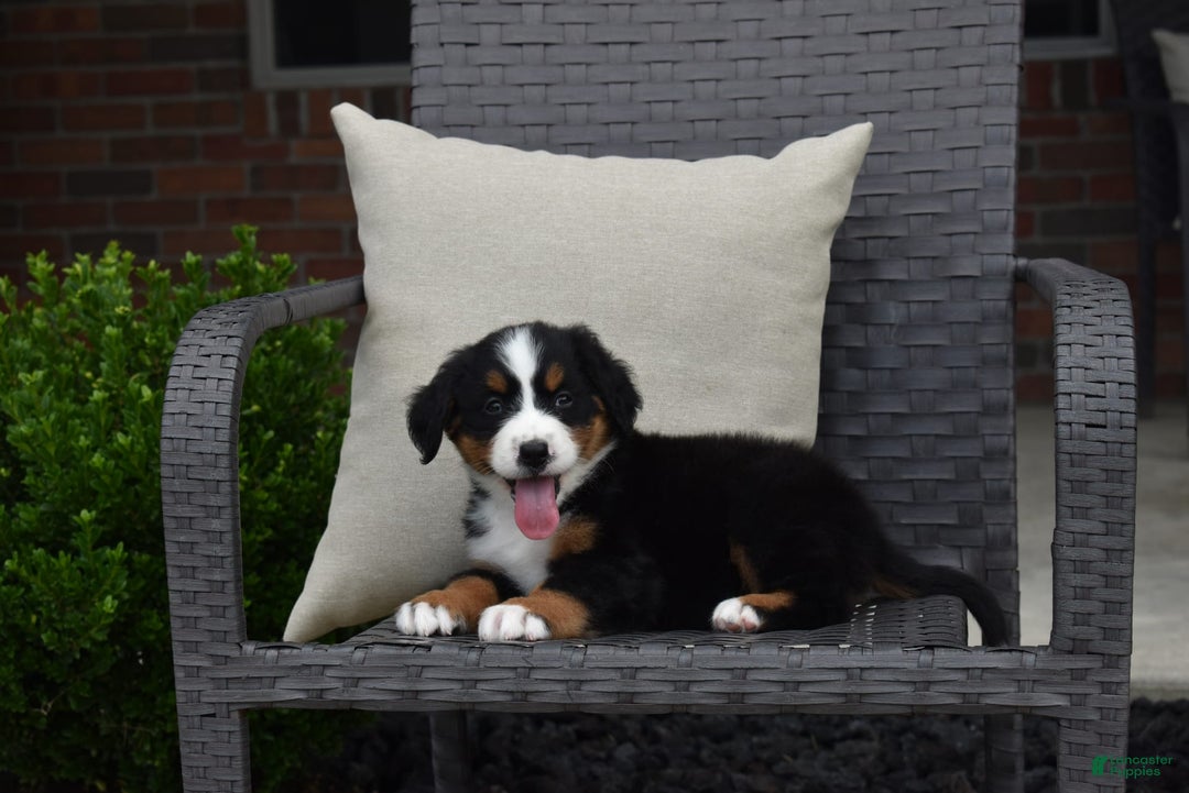 Bernese Mountain Dog dogs for sale: Lexi - Image 1