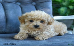 Maltipoo dogs for sale: Bubbles - Image 2