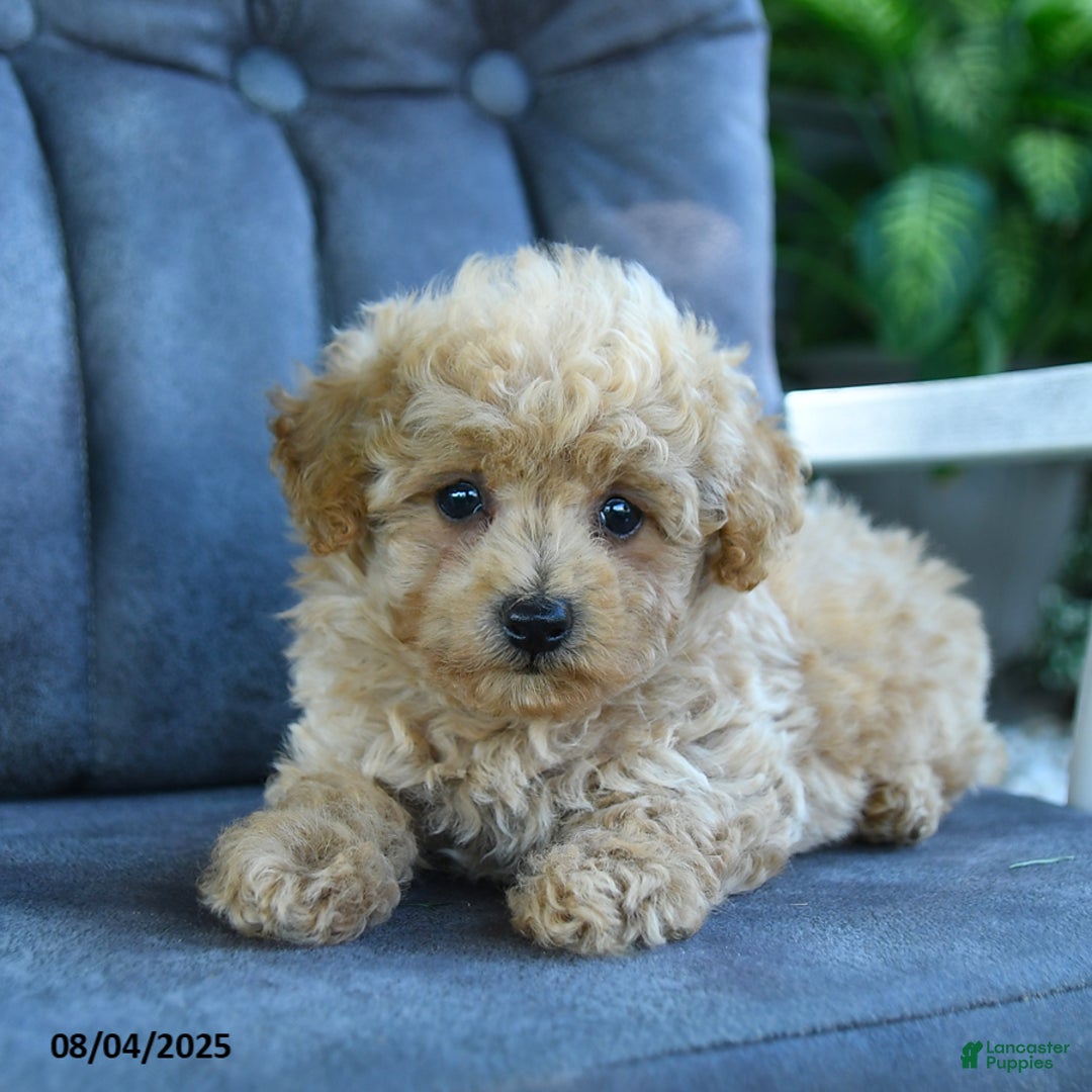 Maltipoo dogs for sale: Bubbles - Image 2