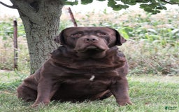 Labrador Retriever dogs for sale: Neveah - Image 11