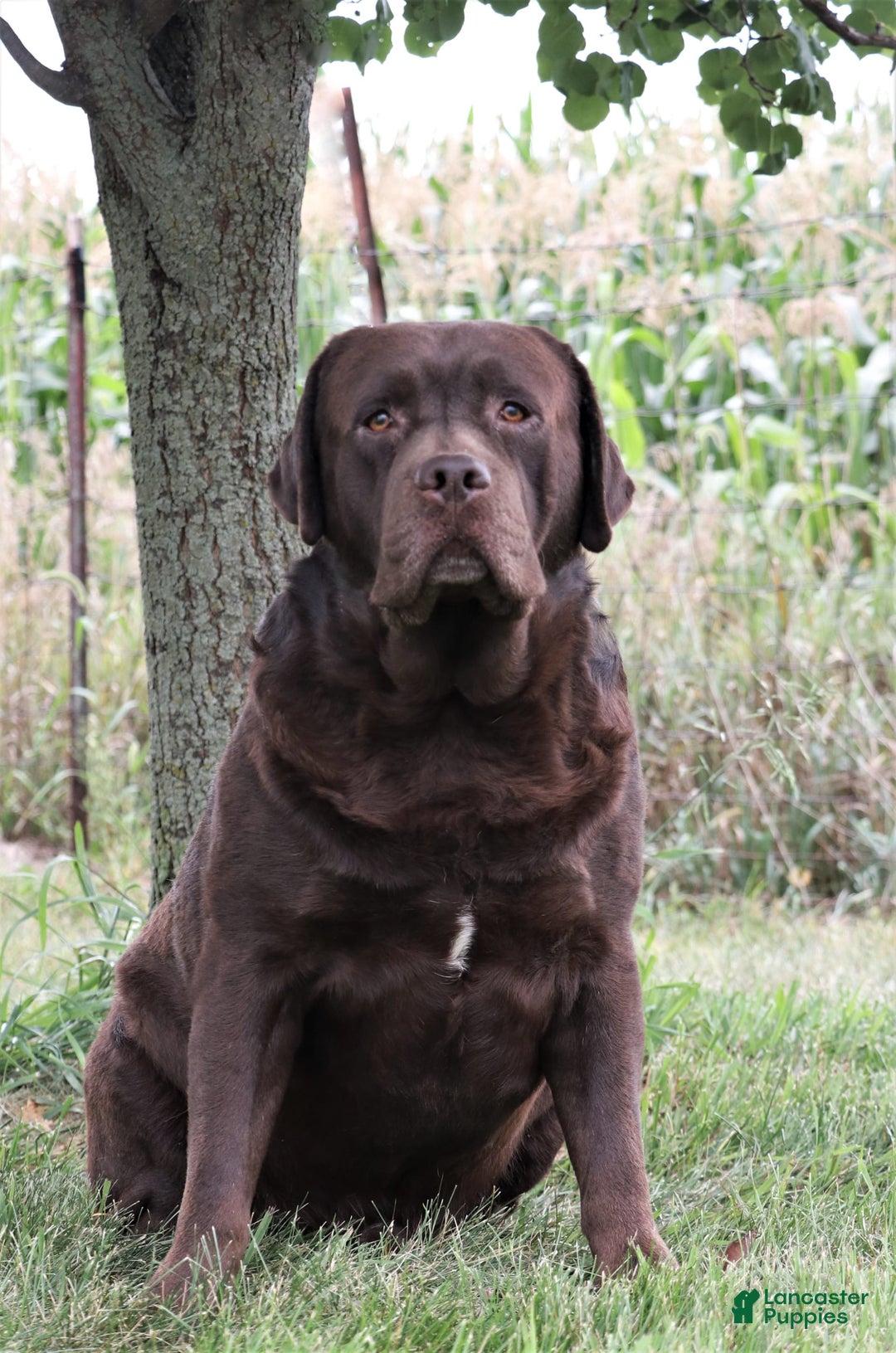 Labrador Retriever dogs for sale: Neveah - Image 11