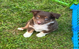 Australian Shepherd dogs for sale: Apollo - Image 1