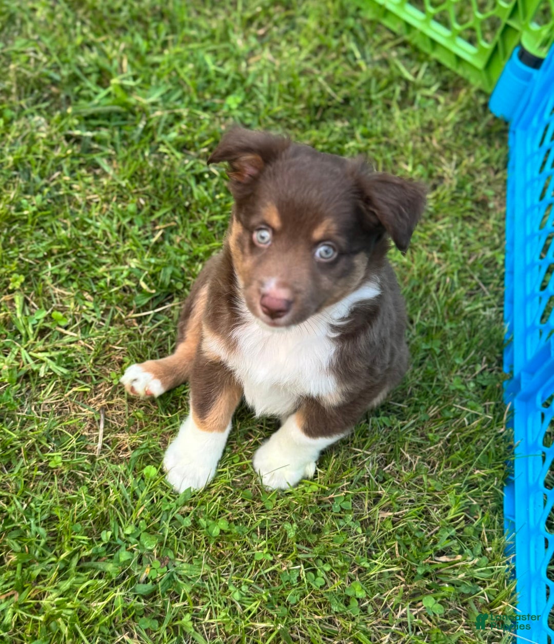 Australian Shepherd dogs for sale: Apollo - Image 1