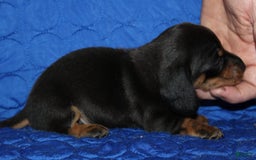 Miniature Dachshund dogs for sale: Lyla Male - Image 5