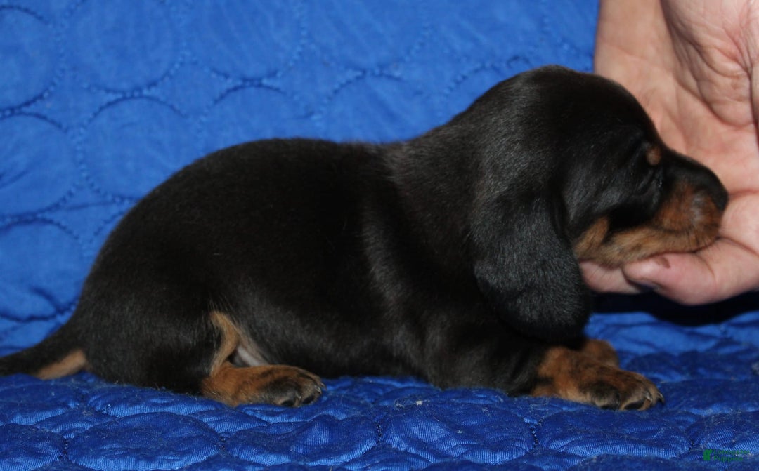 Miniature Dachshund dogs for sale: Lyla Male - Image 5