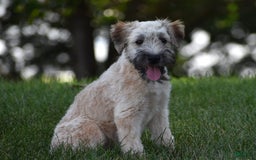 Soft Coated Wheaten Terrier dogs for sale: Jade - Image 2
