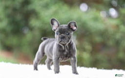 French Bulldog dogs for sale: Violet - Image 8