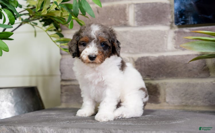 Toy Poodle dogs for sale - Ad 2