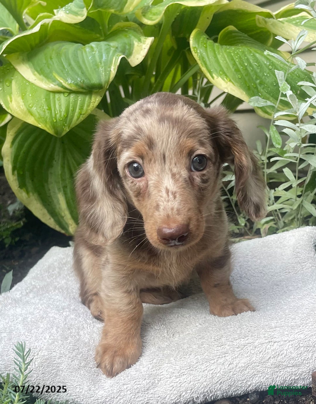 Miniature Dachshund dogs for sale: Lady La Cherish - Image 3