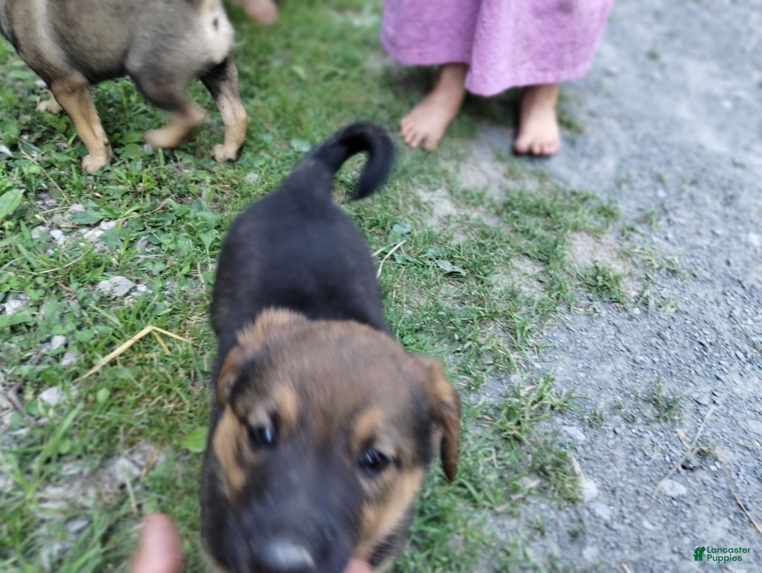 Norwegian Elkhound dogs for sale: Juno - Image 2