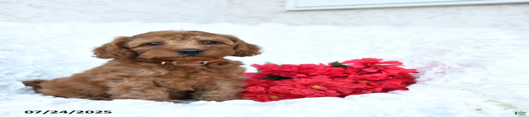 Winston