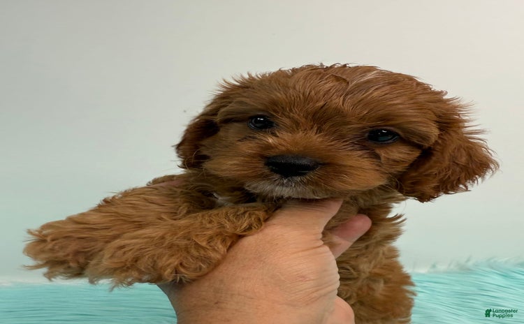 Cavapoo dogs for sale - Ad 2