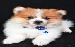 Pomeranian dogs for sale: Earl - Image 6