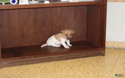 Jack Russell Terrier dogs for sale: Foster - Image 18