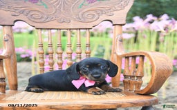 Miniature Dachshund dogs for sale: Josephine - Image 5