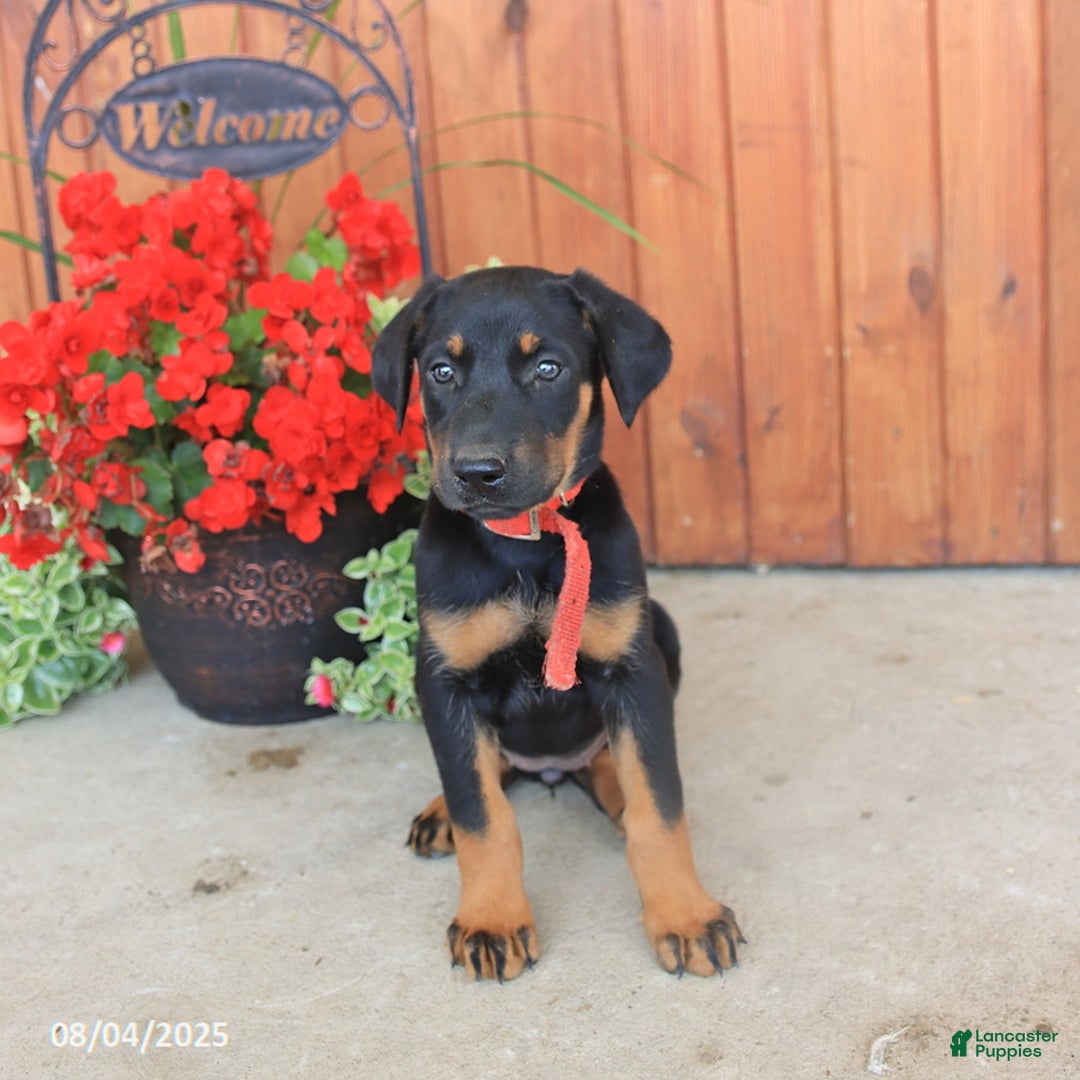 Doberman Pinscher dogs for sale: Doberman Pinscher 3 puppies - Image 15