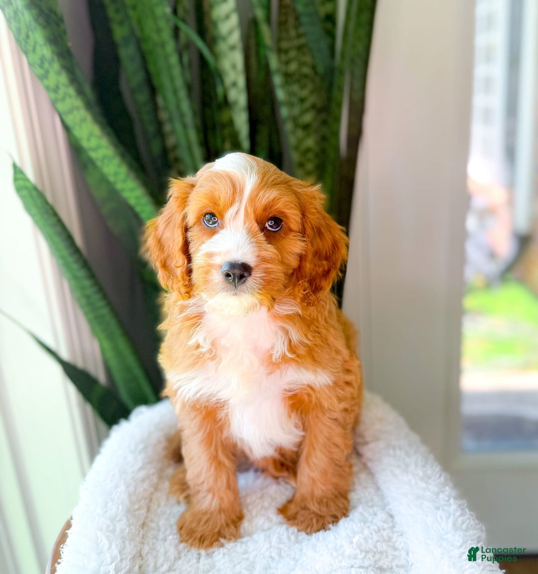 Cavapoo dogs for sale: Yukon - Image 6