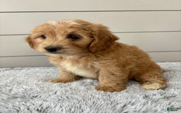 dogs for sale: Mini Goldendoodle 7 puppies - Image 5